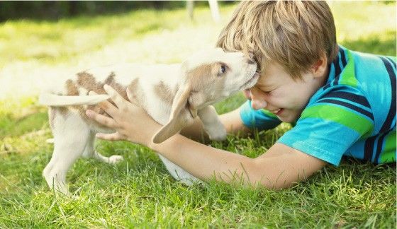 A little boy playing with a puppy on the lawn