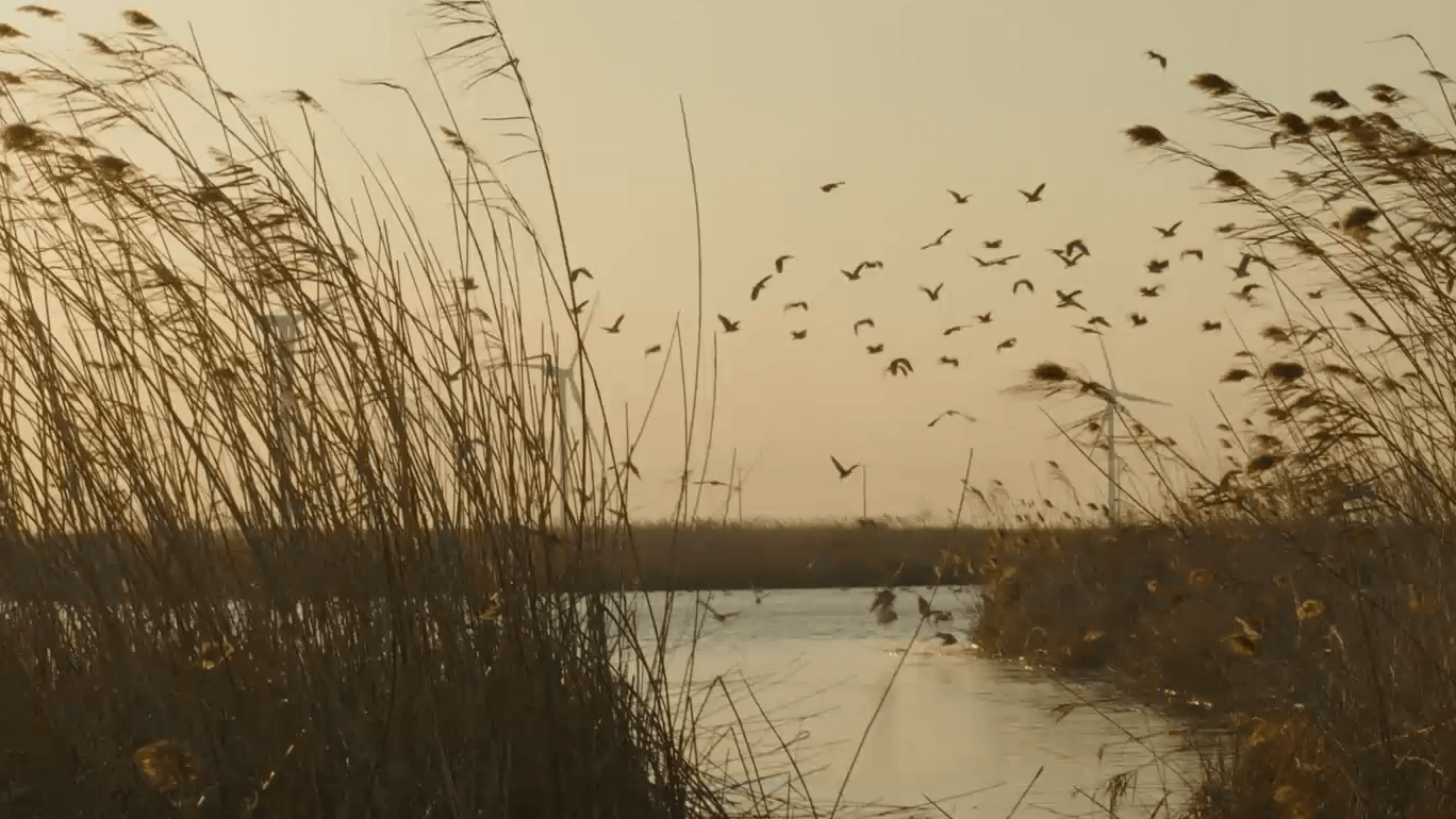 Protecting migratory birds and their precious wetland habitat with AIoT technology