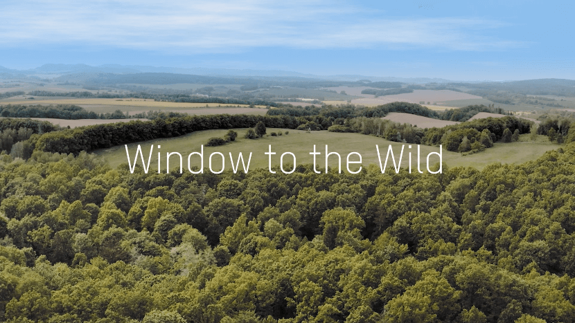 Window to the wild