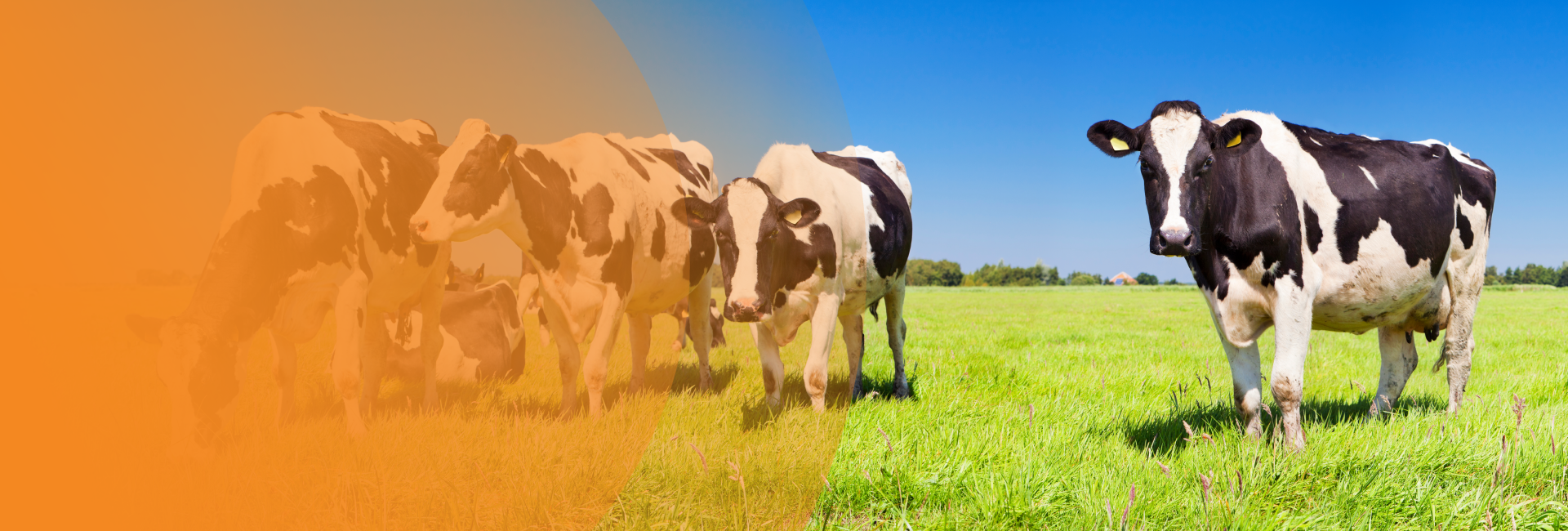 Agricultura