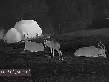 Horned animals on thermal image