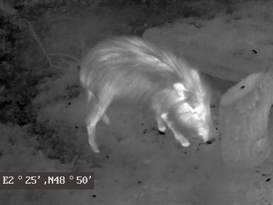 Small boar on thermal image