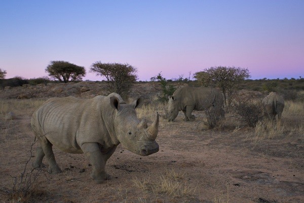 Hikvision safari online