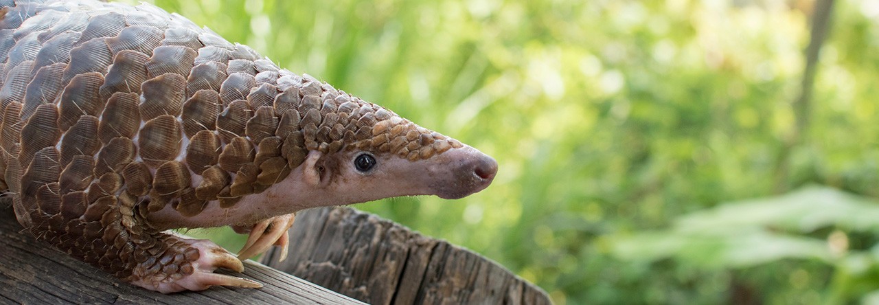 Video technology from Hikvision aids endangered pangolin populations - Blog  - Hikvision