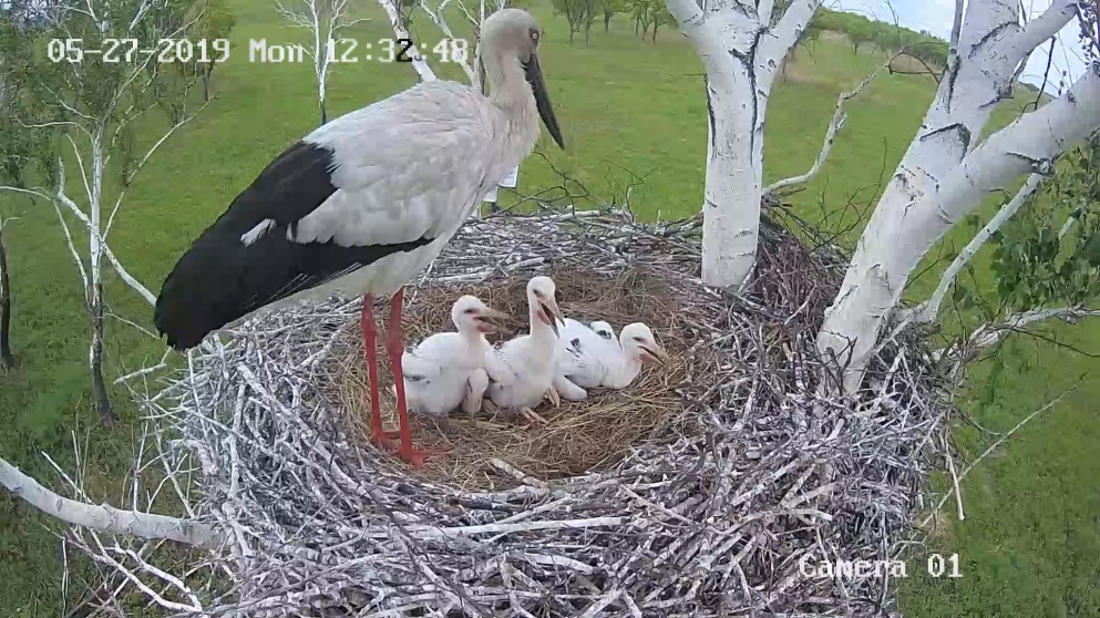 Hikvision Cameras Help Wwf Russia Observe The Hatching Of Endangered Oriental Storks 2019 Hikvision Wood storks are no longer listed as endangered, however, they are threatened.
